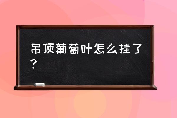 吊顶装饰植物一般固定在什么材料 吊顶葡萄叶怎么挂了？