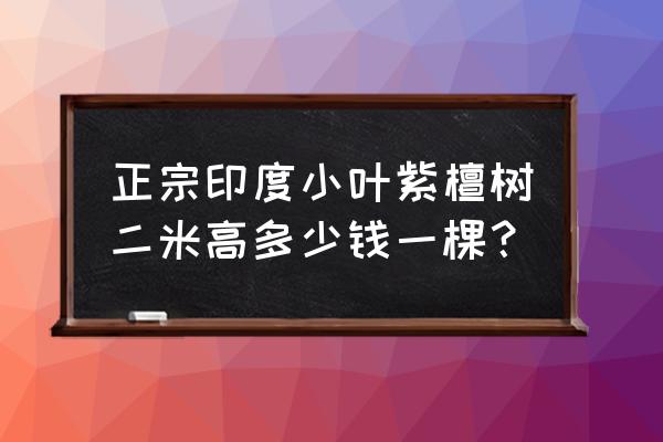 正宗小叶紫檀树苗多少钱 正宗印度小叶紫檀树二米高多少钱一棵？