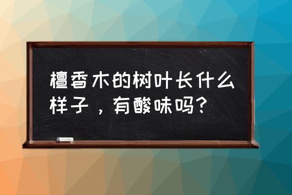 香檀木树叶长什么样 檀香木的树叶长什么样子，有酸味吗？