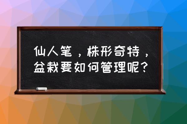 仙人指用多大的盆栽培 仙人笔，株形奇特，盆栽要如何管理呢？