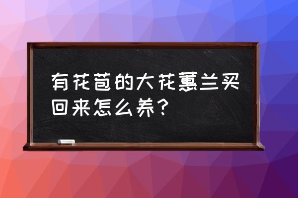 大花蕙兰怎么养能开花 有花苞的大花蕙兰买回来怎么养？