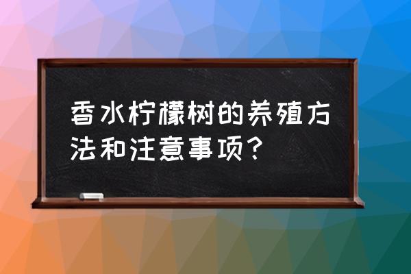 新上盆的柠檬树怎么养 香水柠檬树的养殖方法和注意事项？