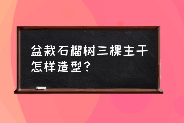 盆栽石榴哪种最好 盆栽石榴树三棵主干怎样造型？