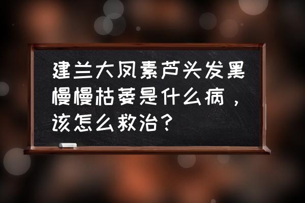 幸运树叶枯萎了怎么办 建兰大凤素芦头发黑慢慢枯萎是什么病，该怎么救治？