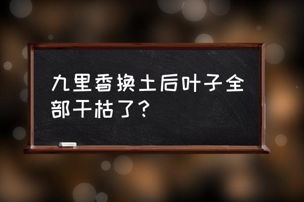 九里香移栽后枯萎的补救 九里香换土后叶子全部干枯了？