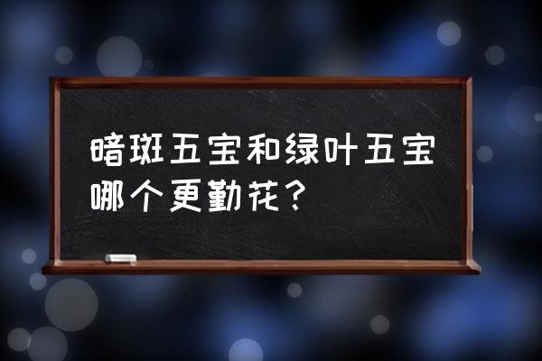 三大名贵三角梅 暗斑五宝和绿叶五宝哪个更勤花？