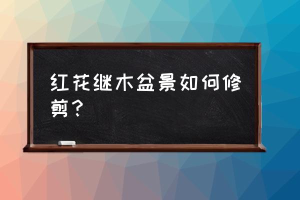 红花继木粗枝扦插最佳方法 红花继木盆景如何修剪？