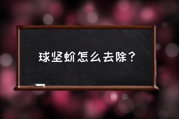 铁铲怎么修剪 球坚蚧怎么去除？