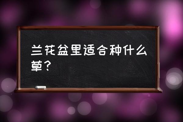 翠云草一般养殖在什么地方合适 兰花盆里适合种什么草？