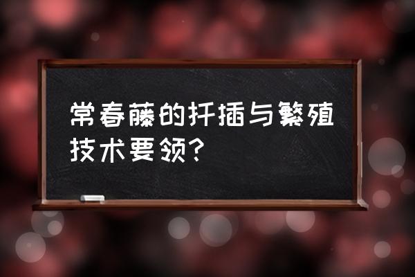 长春藤可以直接换盆吗 常春藤的扦插与繁殖技术要领？