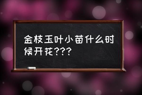 11月份怎样养金枝玉叶小苗 金枝玉叶小苗什么时候开花??？