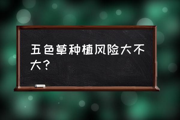 彩叶草适合室内养殖吗 五色草种植风险大不大？