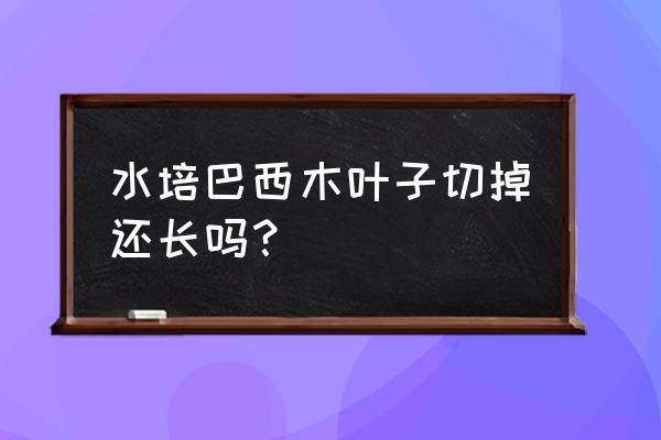 水培巴西木叶子发黄枯萎可以剪吗 水培巴西木叶子切掉还长吗？