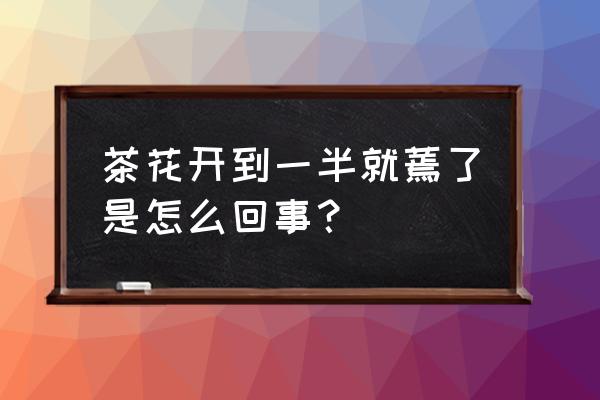 茶花花朵蔫了是咋回事儿 茶花开到一半就蔫了是怎么回事？