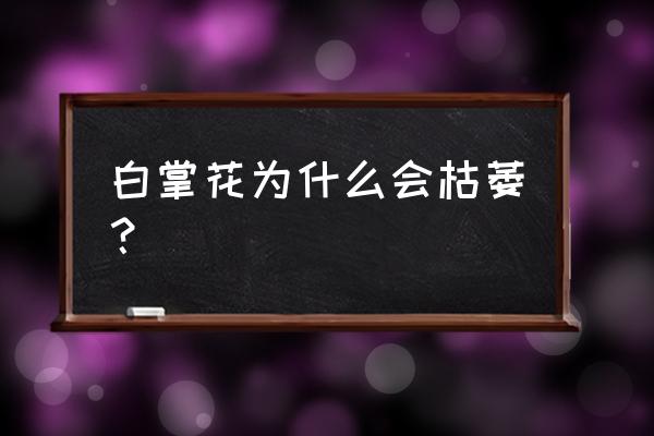 白掌肥料过多是什么样子 白掌花为什么会枯萎？