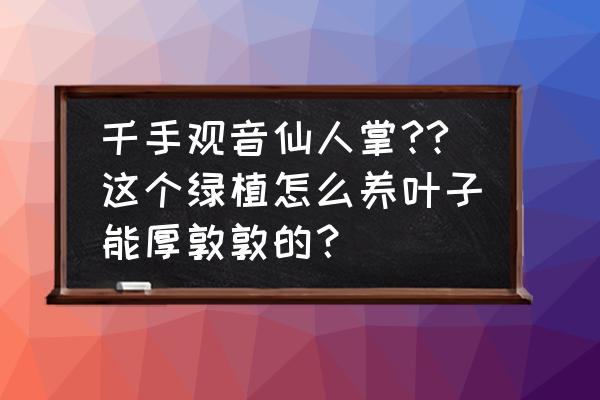 千手观音水养方法和注意事项 千手观音仙人掌??这个绿植怎么养叶子能厚敦敦的？