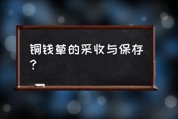 金钱草在哪可以种植 铜钱草的采收与保存？