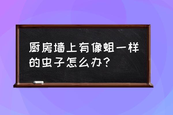 厨房常见虫子图片及名称 厨房墙上有像蛆一样的虫子怎么办？