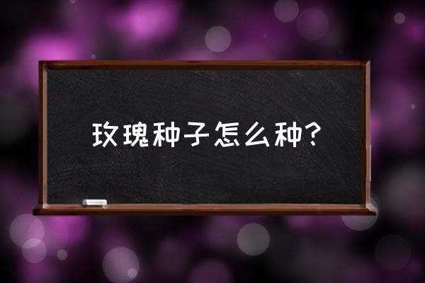 怎么种植室内花种子 玫瑰种子怎么种？