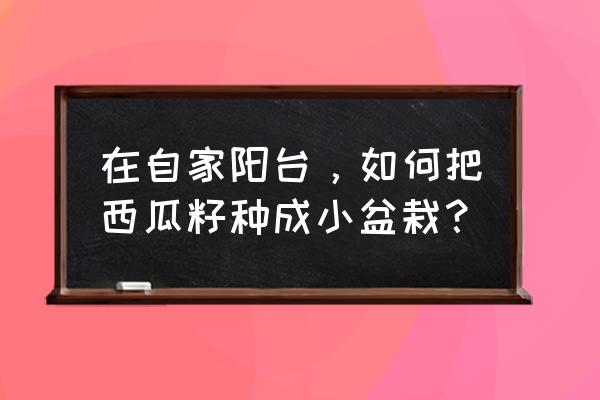 废弃的玻璃杯制作花盆 在自家阳台，如何把西瓜籽种成小盆栽？