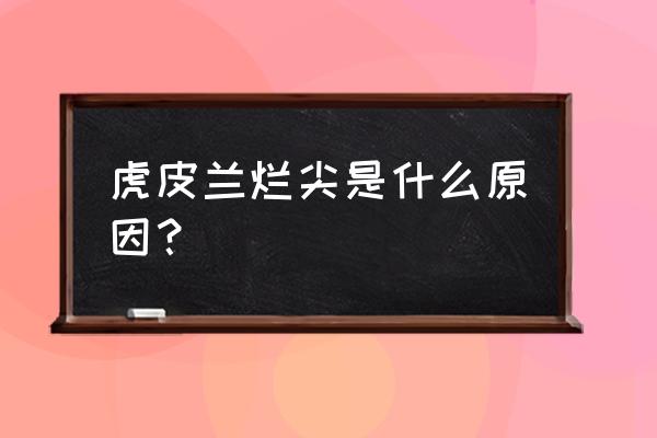 虎皮兰烂根了用什么办法能补救 虎皮兰烂尖是什么原因？