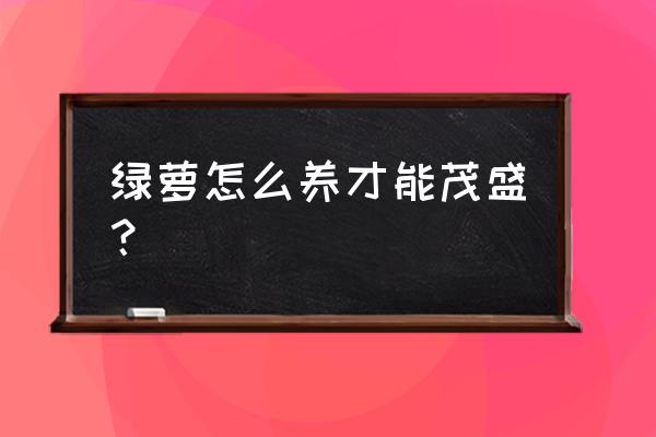 大型绿箩的养殖方法 绿萝怎么养才能茂盛？