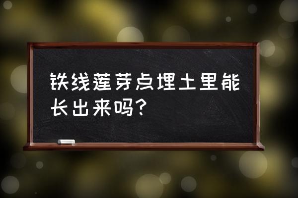 新买的铁线莲小苗怎么养护 铁线莲芽点埋土里能长出来吗？