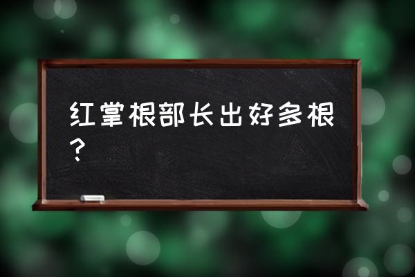 红掌死了根还是活的可以救过来吗 红掌根部长出好多根？