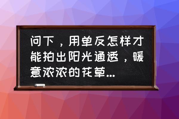 怎么拍出光线透过的感觉 问下，用单反怎样才能拍出阳光通透，暖意浓浓的花草，人像照片？