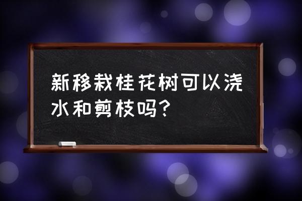 桂花春季浇水的正确方法 新移栽桂花树可以浇水和剪枝吗？