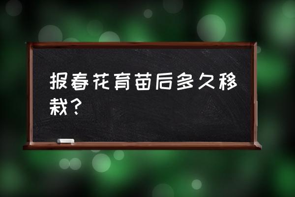 四季樱草怎么繁殖 报春花育苗后多久移栽？