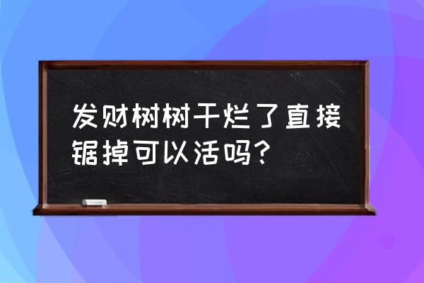 发财树烂根的救治方法 发财树树干烂了直接锯掉可以活吗？