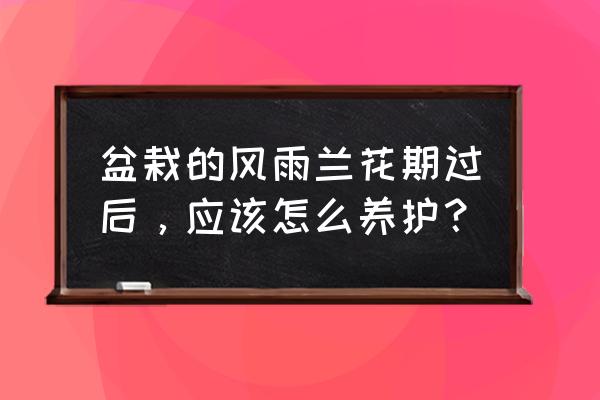 送的花拆开用什么水养 盆栽的风雨兰花期过后，应该怎么养护？