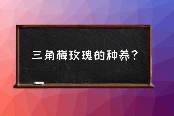 小玫瑰的养殖方法和注意事项 三角梅玫瑰的种养？