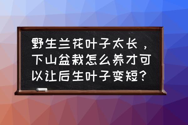 家里大型绿植怎么养护 野生兰花叶子太长，下山盆栽怎么养才可以让后生叶子变短？