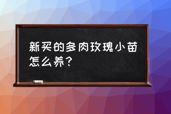 多肉小苗多大能看出品种 新买的多肉玫瑰小苗怎么养？