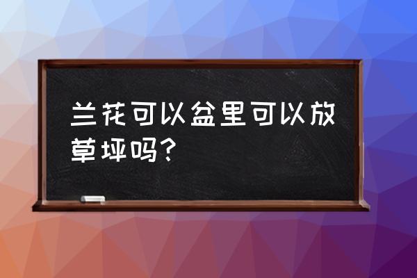 翠云草种子可以直接撒兰花吗 兰花可以盆里可以放草坪吗？