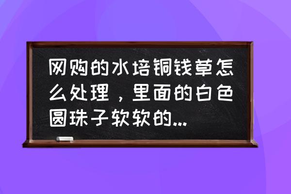 铜钱草水培最简单方法 网购的水培铜钱草怎么处理，里面的白色圆珠子软软的，是什么东西？