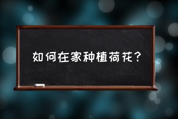 太阳花能放在家里养吗 如何在家种植荷花？