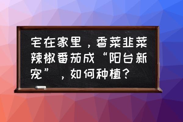 适合阳台种植的蔬果 宅在家里，香菜韭菜辣椒番茄成“阳台新宠”，如何种植？