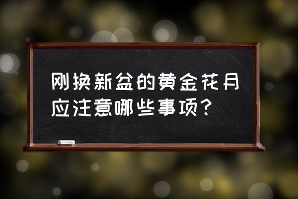 刚从网上买回来的多肉怎么养护 刚换新盆的黄金花月应注意哪些事项？