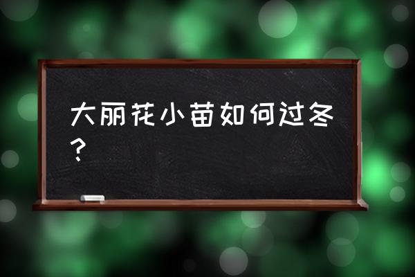 大丽花北方地栽可以过冬吗 大丽花小苗如何过冬？