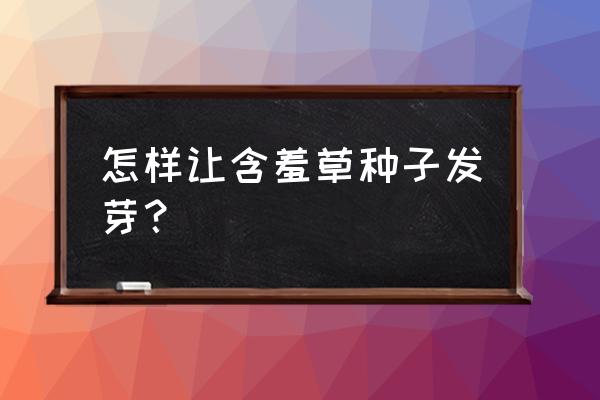 含羞草种子的种植方法和时间 怎样让含羞草种子发芽？