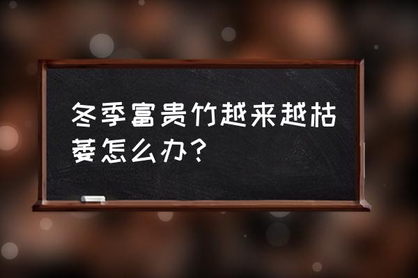 富贵竹怎么安全度过冬天 冬季富贵竹越来越枯萎怎么办？