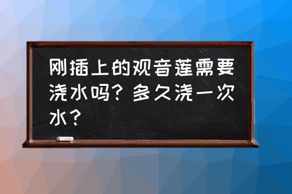 观音莲一次能繁殖多少 刚插上的观音莲需要浇水吗？多久浇一次水？