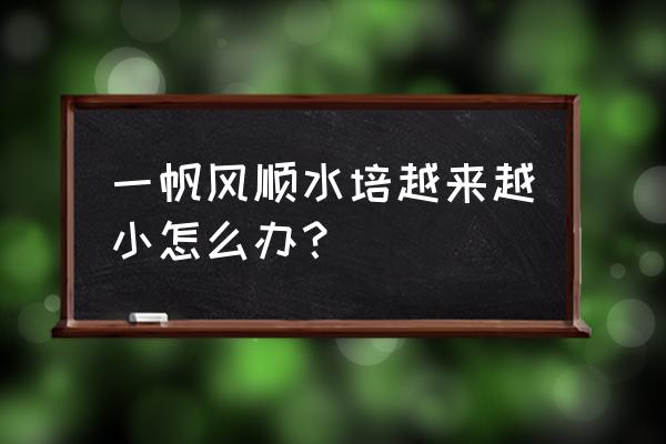 水培一帆风顺烂根了要怎么救治 一帆风顺水培越来越小怎么办？