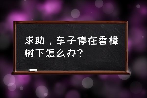 香樟树油脂落在车漆面上怎么去除 求助，车子停在香樟树下怎么办？