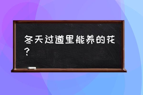 雪铁芋多久浇水一次 冬天过道里能养的花？