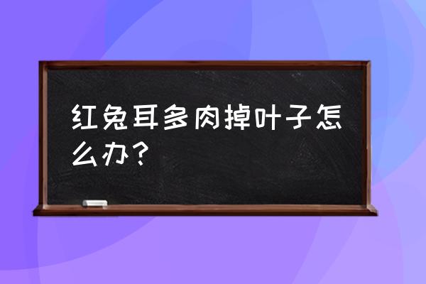 多肉植物大量掉叶怎么办 红兔耳多肉掉叶子怎么办？